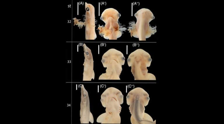 Развитие эмбрионов малоголовой акулы-молота / © Steven R. Byrum et al. 