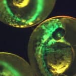 Цитокинез и основы эмбриологии