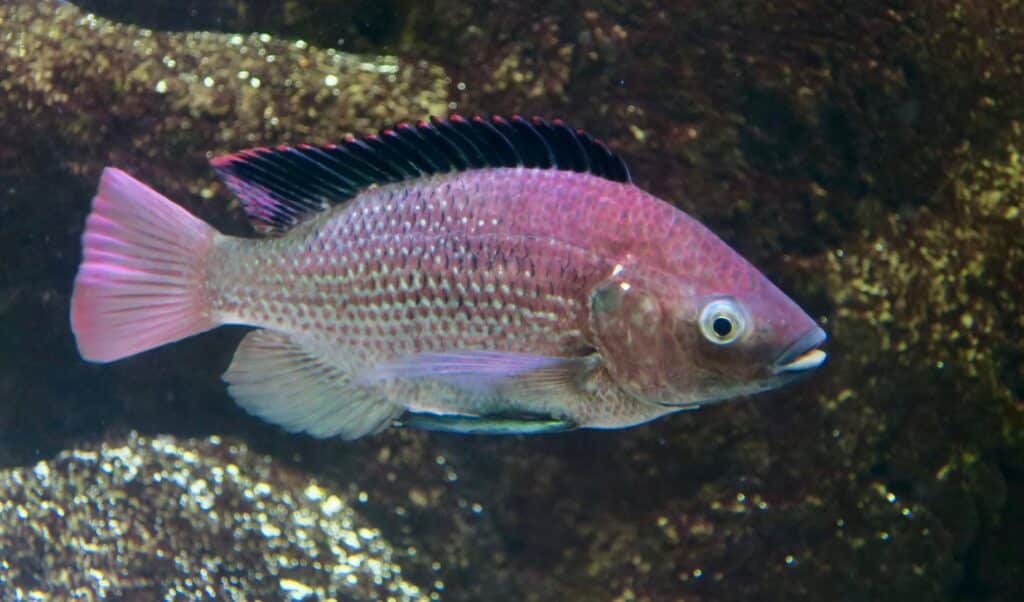 Oreochromis esculentus