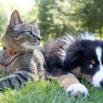 Собак и кошек предложили перевести на веганскую диету ради улучшения экологии