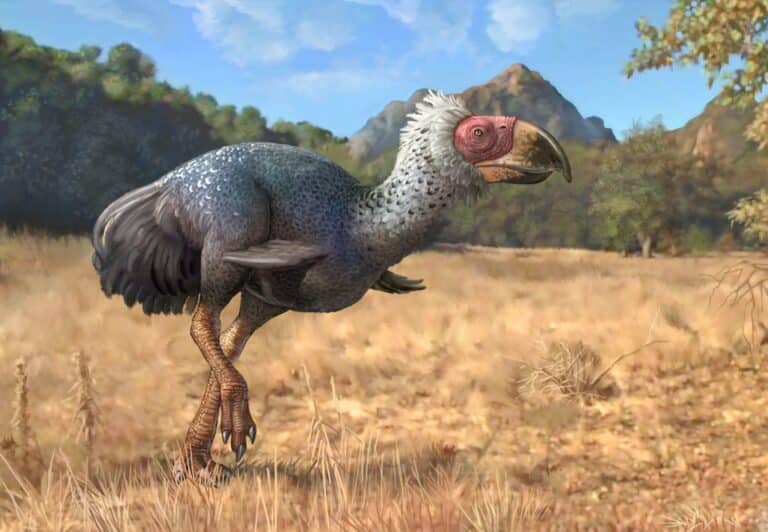 Палеонтологи впервые изучили следы «ужасных птиц»