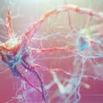 Что отличает человека от гидры: нервная система во всей филогенетической красе