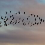 Магнитные бури заставили птиц «переходить к планеризму»