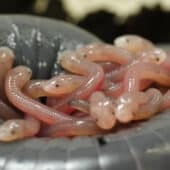Выводок новорожденных червяг