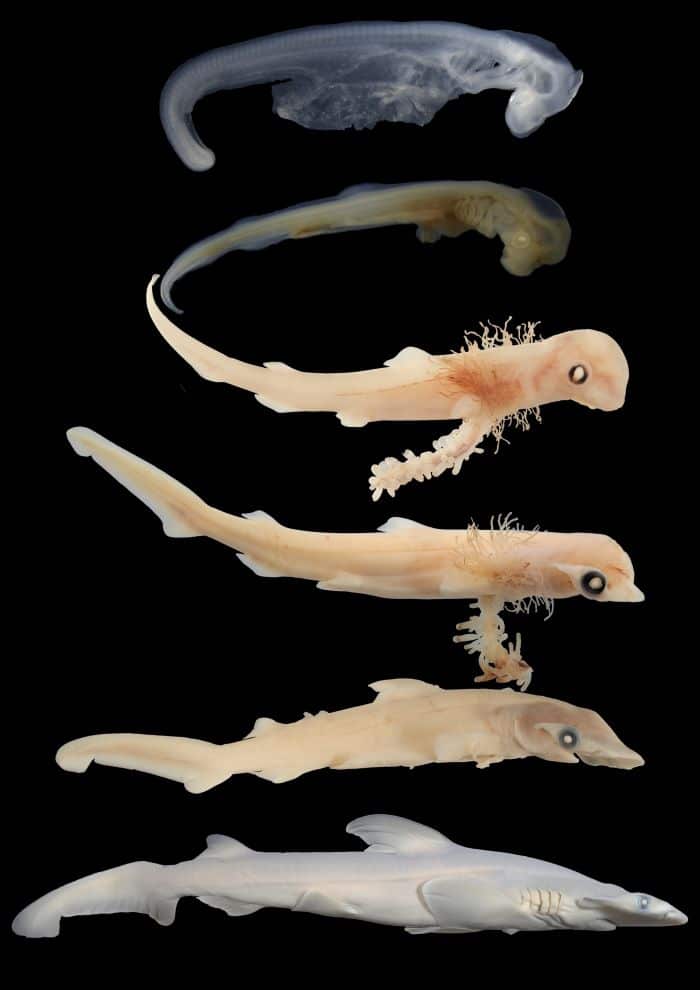 Развитие эмбрионов малоголовой акулы-молота / © Steven R. Byrum et al. 