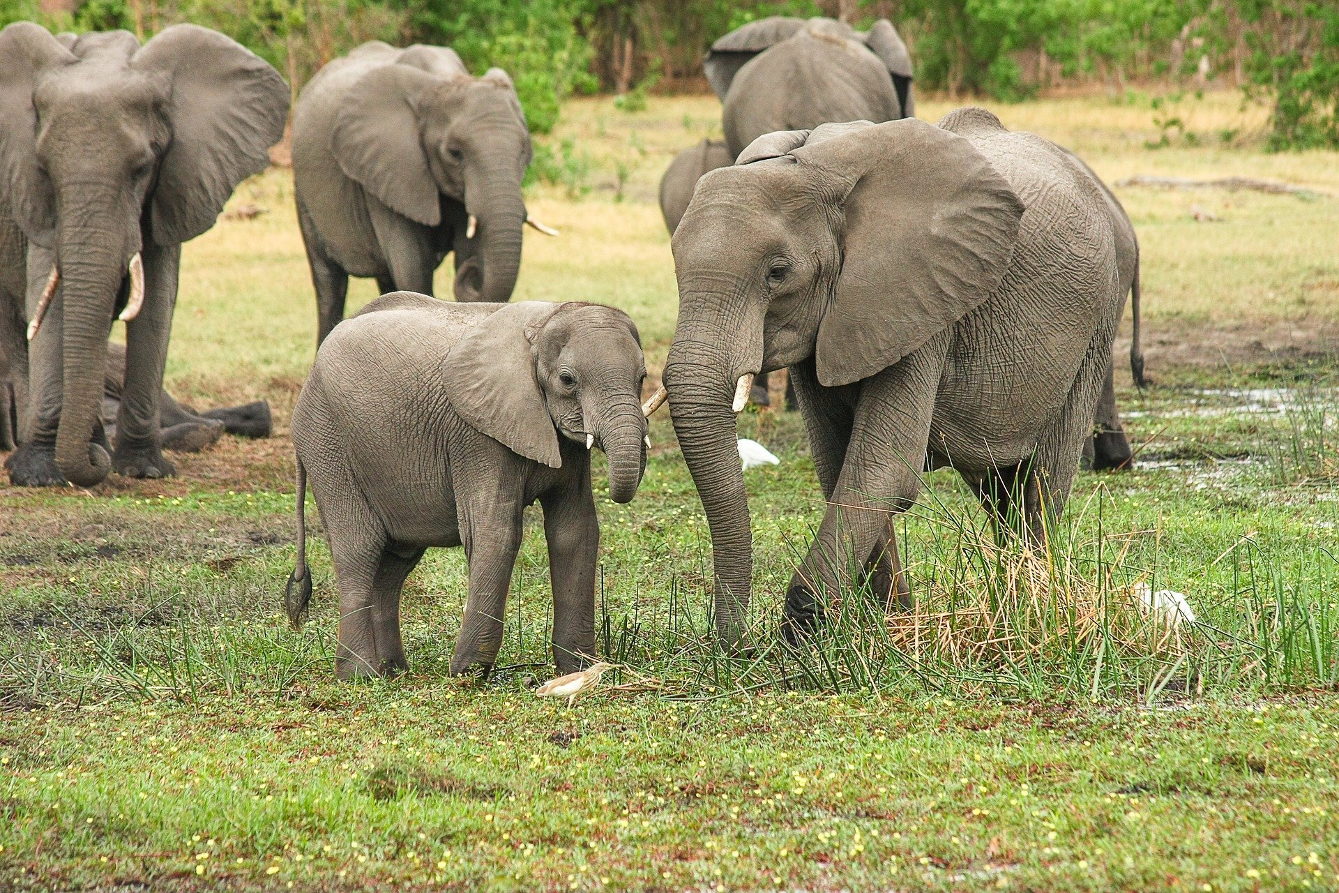 Ученые выяснили возможную причину массовой гибели слонов в Африке