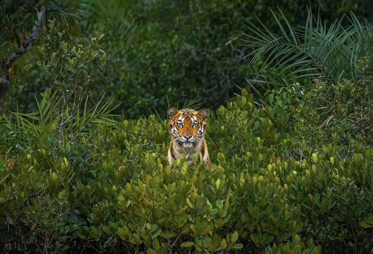 Абсолютный победитель конкурса: королевская бенгальская тигрица среди мангровых зарослей / © Soham Bhattacharyya