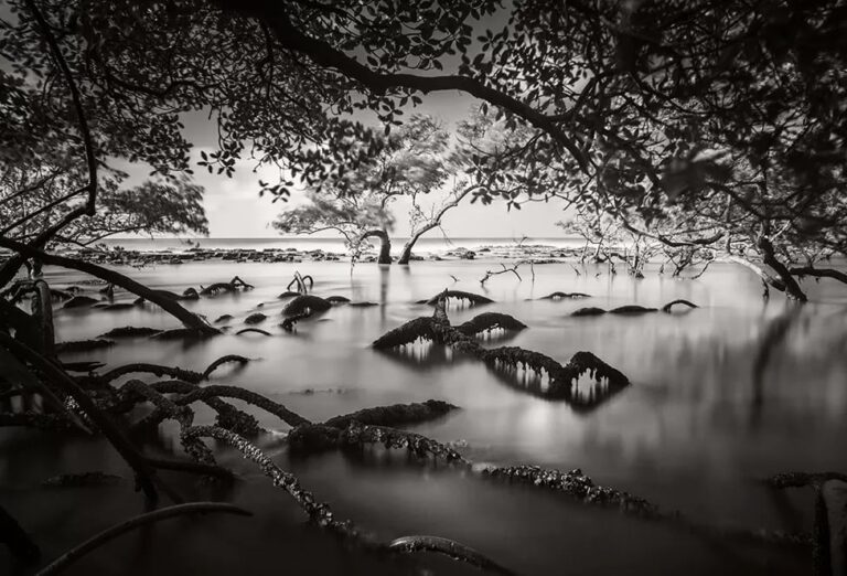 Победитель в номинации «Мангровые заросли и ландшафты»: корни мангровых деревьев во время отлива (Бразилия) / © Cristiano Martins Xavier