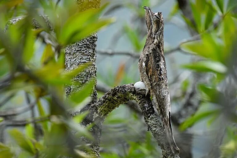 Победитель в номинации «Мангровые заросли и дикая природа»: в мангровых лесах национального парка Утриа в Колумбии серый исполинский козодой (Nyctibius griseus) почти неотличим от окружающих ветвей и неподвижно сидит на яйце / © Chien C. Lee