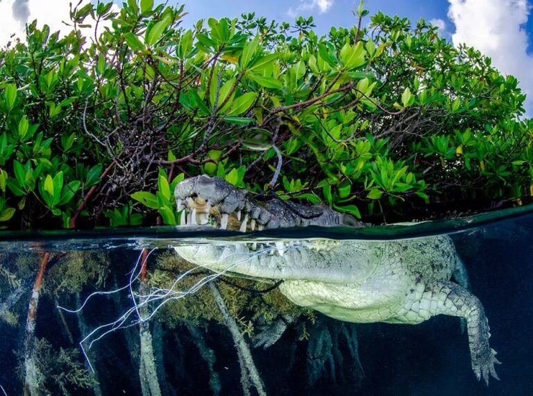 Высокая оценка в номинации «Мангровые заросли и угрозы»: в заливе Ана-Мария на Кубе крокодил, обитающий в мангровых зарослях, запутался в нейлоновой веревке / © Yordanis Mendez Segura