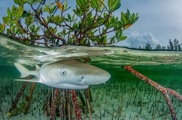 Победитель в номинации «Мангровые заросли и подводные мир»: детеныш лимонной акулы плавает в мелководных мангровых лесах на Багамах / © Anita Kainrath