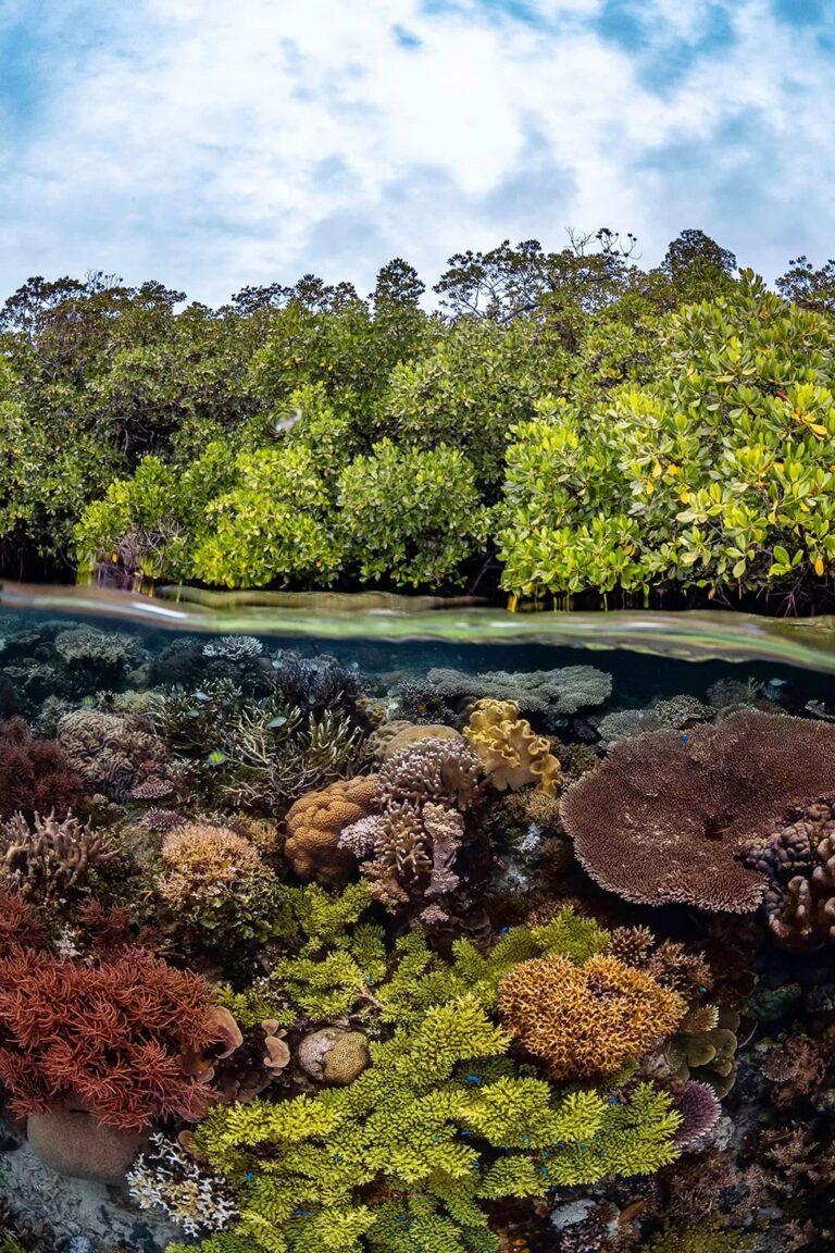 Второе место в номинации «Мангровые заросли и подводные мир»: мангровый лес растет на вершине яркого кораллового рифа на острове Гам архипелага Раджа-Ампат (Индонезия) / © Brooke Pyke