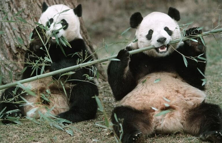 Мэй Сян (слева) и Тянь Тянь жуют бамбук / © Michael Lutzky / The Washington Post