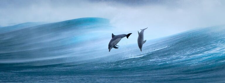 «Прыжок из спины»,

мыс Натуралисте у юго-западного побережья Западной Австралии, победитель Nikon Australia Award / © Jon Vause