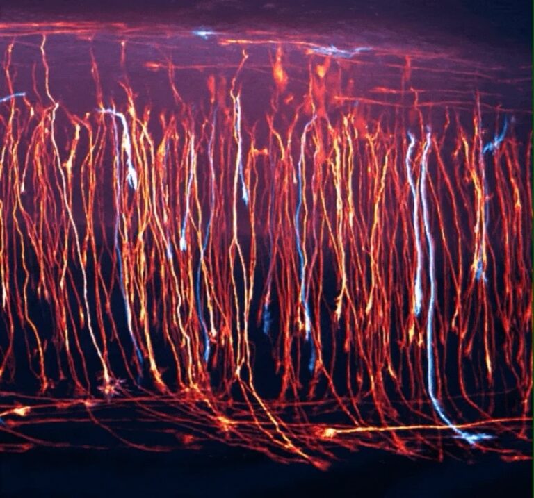 Развитие нейронов в курином эмбрионе/ © Nikon  