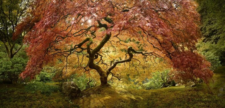 «Древо жизни» Портланд, штат Орегон, высокая оценка в категории «Природа/Пейзажи» / © Cheyne Walls  