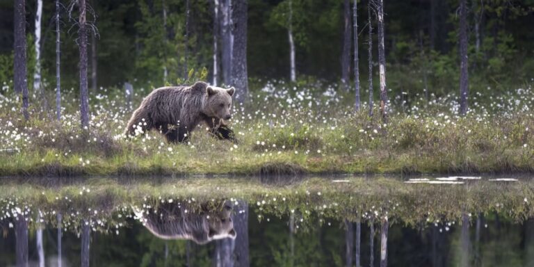 «Отражение», Финляндия, высокая оценка в категории «Природа/Пейзажи» среди фотографов-любителей / © Dan Newton 