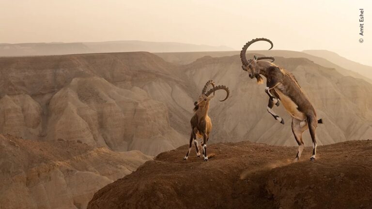 Победитель в категории «Животные в окружающей среде»: «Жизнь на грани». Пустыня Цин, Израиль. Два нубийских козла сражались на скале около 15 минут, прежде чем один из них сдался, и они разошлись без серьезных травм / © Amit Eshel