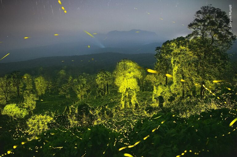 Победитель в категории «Поведение беспозвоночных»: «Фантастический свет». Заповедник тигров Анамалай, Тамил Наду, Индия. Фотограф объединил 50 19-секундных экспозиций, чтобы показать вспышки светлячков, возникающие в течение 16 минут в лесах недалеко от его родного города / © Sriram Murali
