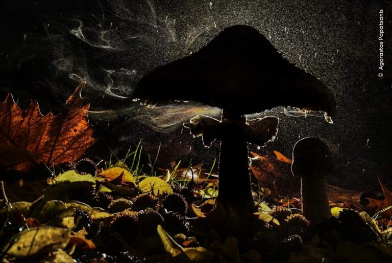 Победитель конкурса «Растения и грибы»: «Последнее дыхание осени». Гора Олимп, Пиерия, Греция. Грибы-зонтики выделяют споры из жабр под шляпкой / © Agorastos Papatsanis