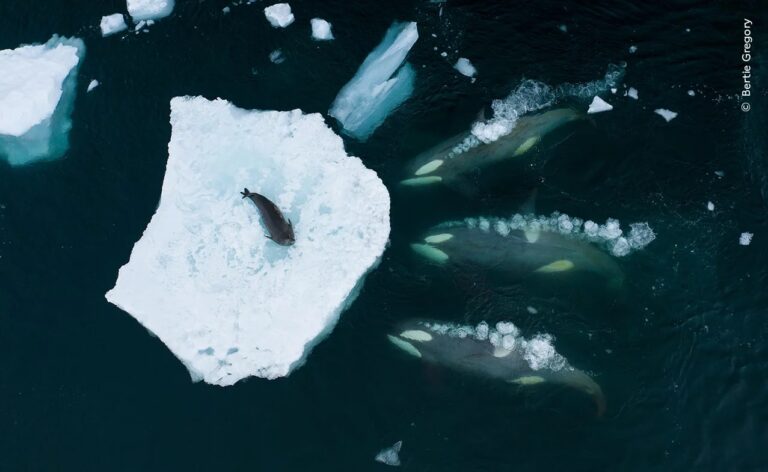 Победитель в категории «Поведение млекопитающих»: «Киты поднимают волны». Антарктический полуостров, Антарктида. Стая антарктических косаток готовится «смыть волной» тюленя Уэдделла с куска морского льда в воду, чтобы они могли его съесть / © Bertie Gregory