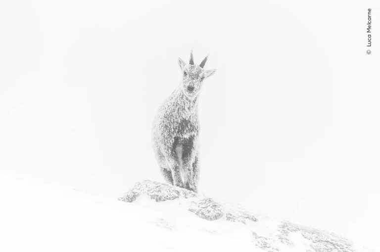 Премия «Восходящая звезда»: портрет альпийского горного козла. Региональный природный парк Веркор, Рона-Альпы, Франция / © Luca Melcarne