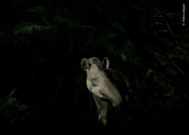 Победитель конкурса в категории «Портреты животных»: «Лицо леса». Тапир осторожно выходит из тропического леса в Сан-Паулу Бразилия / © Vishnu Gopal