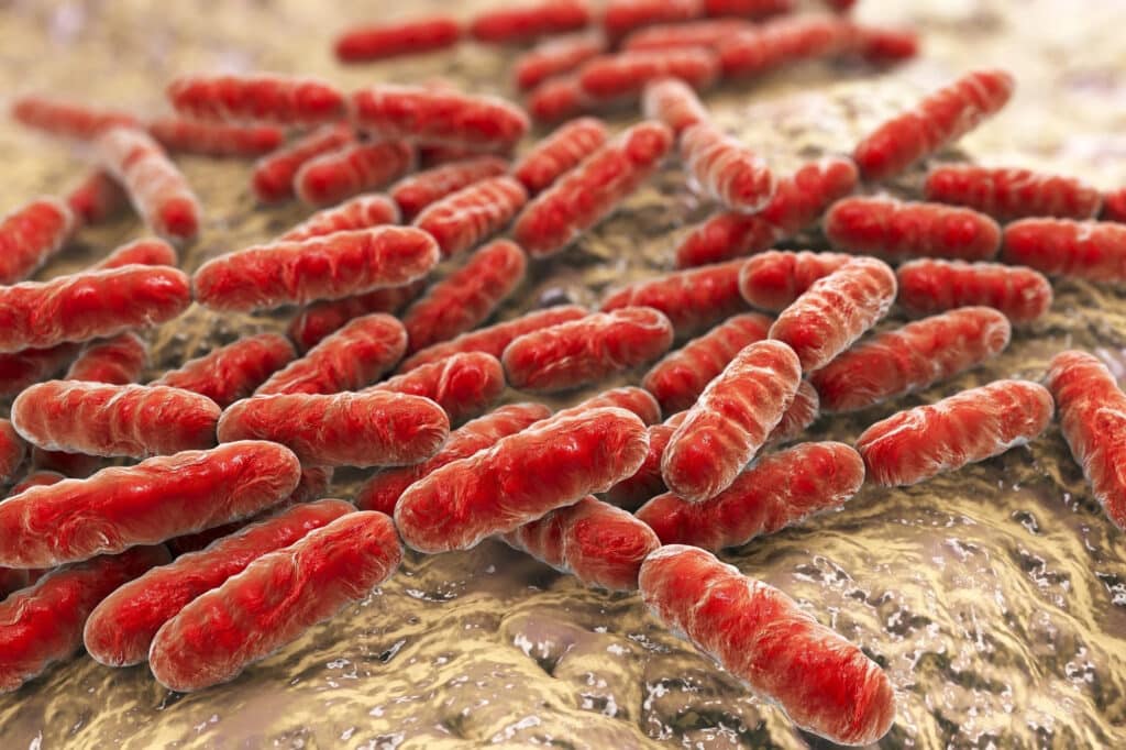 Lactobacillus iners