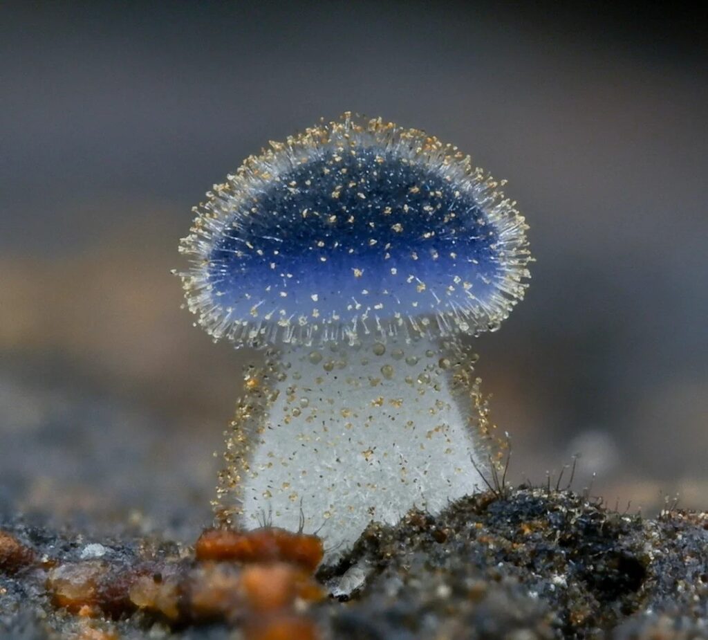Mycena subcyanocephala