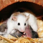 Компонент спермы смягчил падение фертильности мышей с возрастом