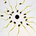 Необычная эластичность помогает сперматозоидам обходить третий закон Ньютона