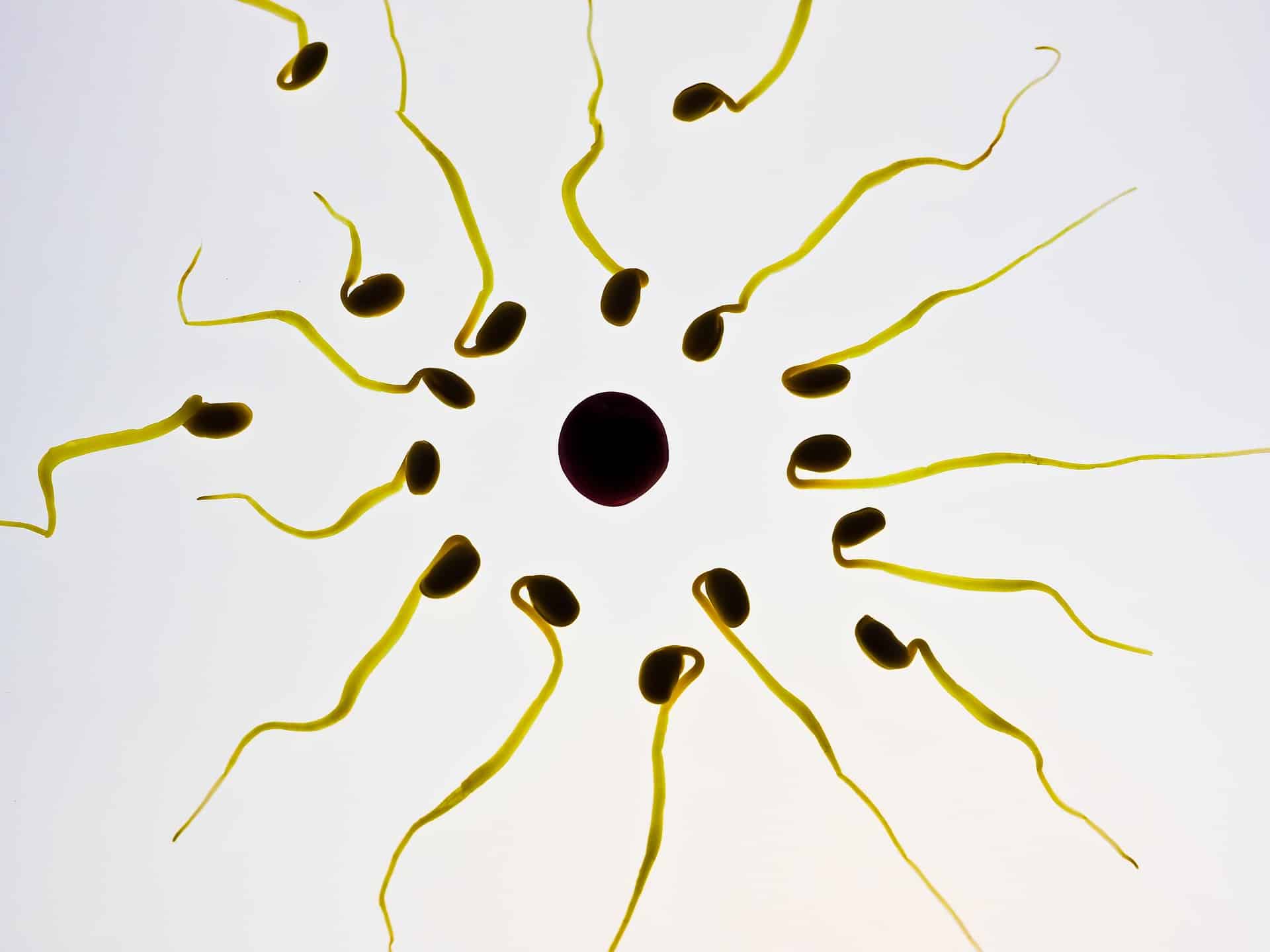 Мужское бесплодие. Какие термины используются для описания нарушений спермы?: Institut Marquès.