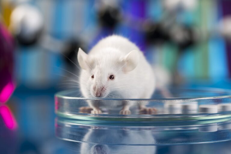 Эмбриологи ННГУ получили мышей-мутантов для лабораторных исследований