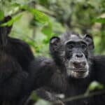 У диких шимпанзе открыли менопаузу