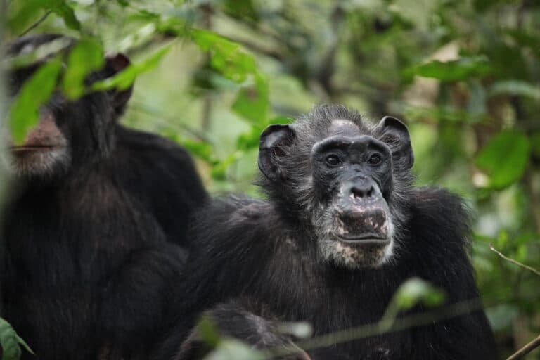 Одна из пожилых самок из группы шимпанзе, которую изучали ученые