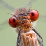Экстремофилы в мире насекомых