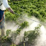 В ПНИПУ узнали, как очистить почву от гербицидов
