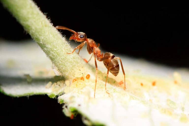 Бурые лесные муравьи