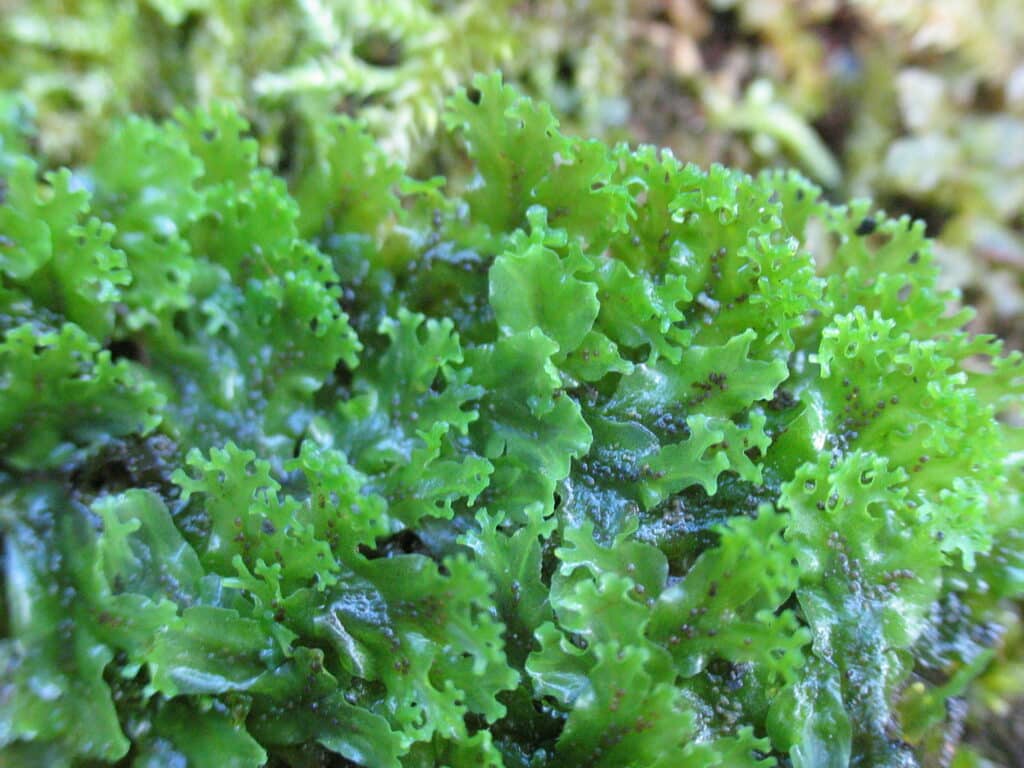 Apopellia endiviifolia