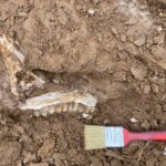 Палеонтологи обнаружили в Таджикистане череп плейстоценового верблюда