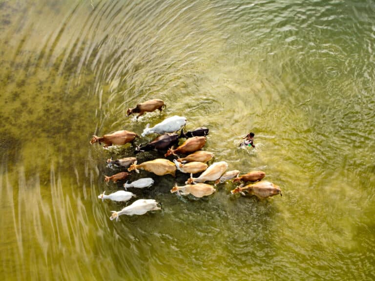 Снимок победителя в категории «Молодой фотограф-эколог»: в сезон муссонов, когда в Куштии (Бангладеш) разливается река, становится трудно найти корм для животных. Животным и их сторожу приходится проходить и проплывать значительные расстояния в поисках пищи / © Solayman Hossain 