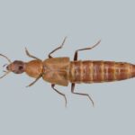 Новый вид жуков с гениталиями в форме открывалки назвали в честь Carlsberg