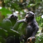 Бонобо, как и люди, оказались способны проявлять теплые чувства к членам чужого клана