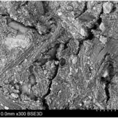 Микрофотография поверхности гранулы биогумуса, увеличение 300