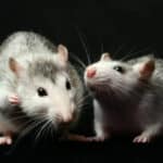 Крысы запищали от счастья рядом с сородичами