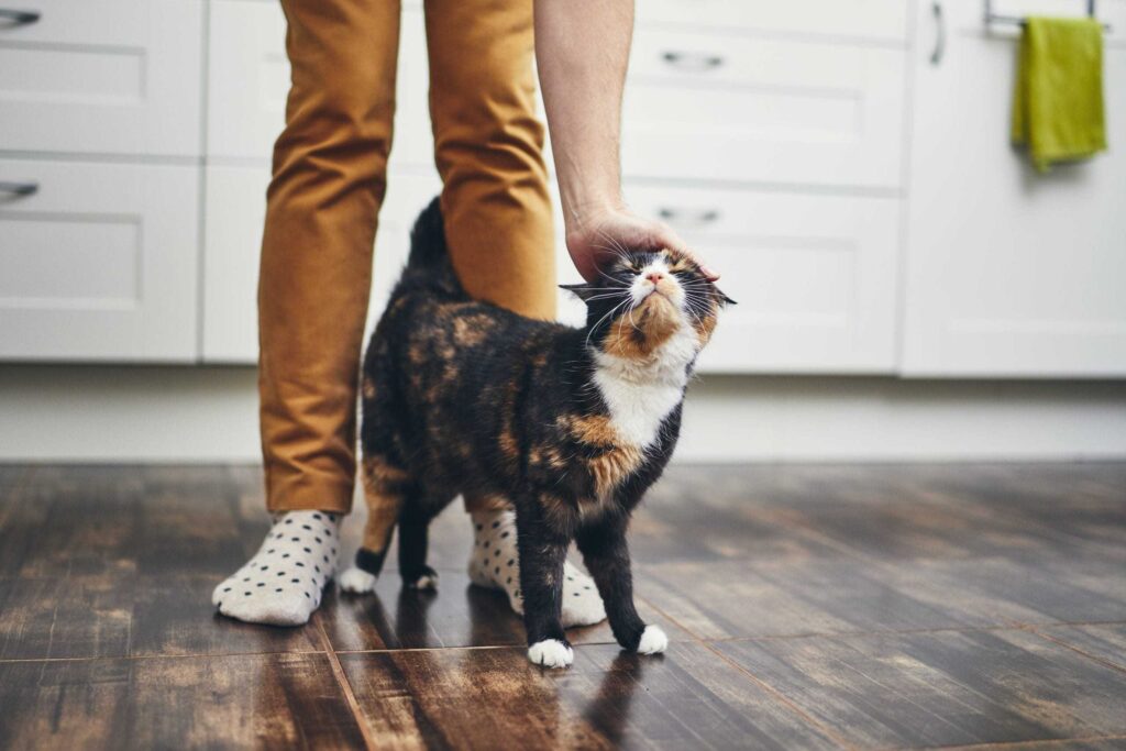 Кошка