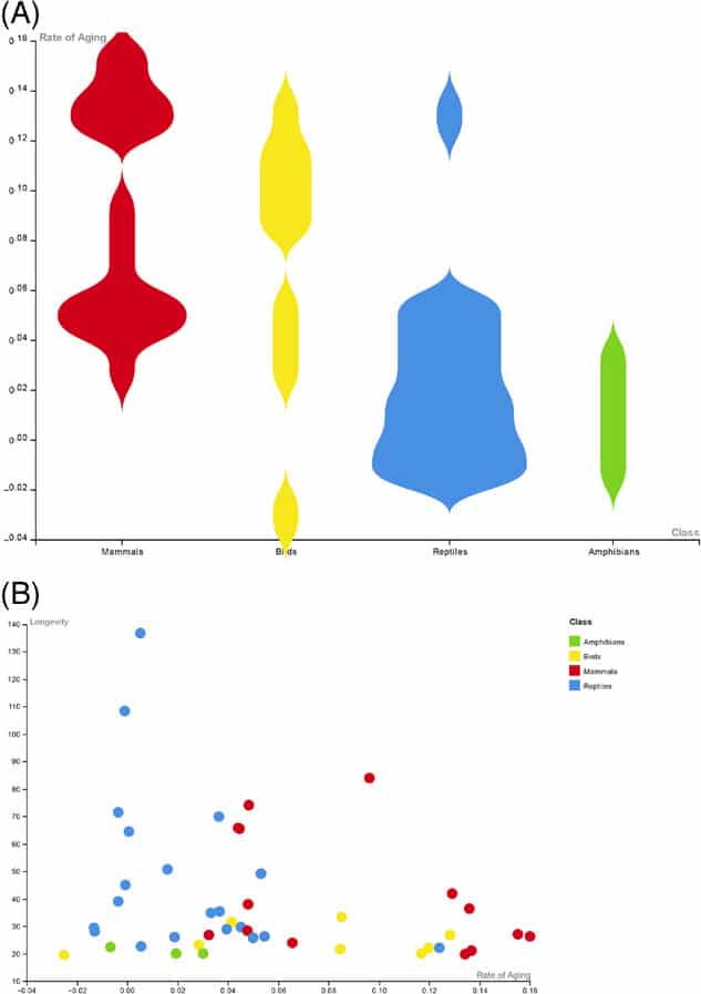 Распределение темпов старения (А) и темпов старения в зависимости от продолжительности жизни (B) для птиц (желтый; n = 8), млекопитающих (красный; n = 14), амфибий (зеленый; n = 3) и рептилий (синий; n = 20) / © Joao Pedro de Magalhaes