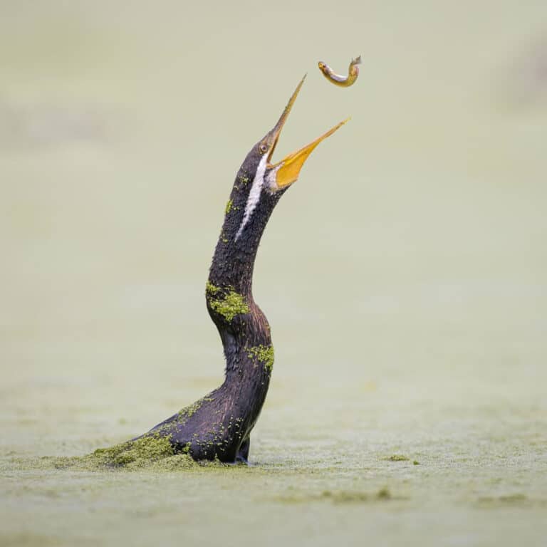 Австралийская змеешейка во время приема пищи / © Kim Wormald