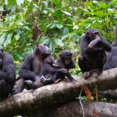Шимпанзе прислушиваются к звукам приматов из соседней группы