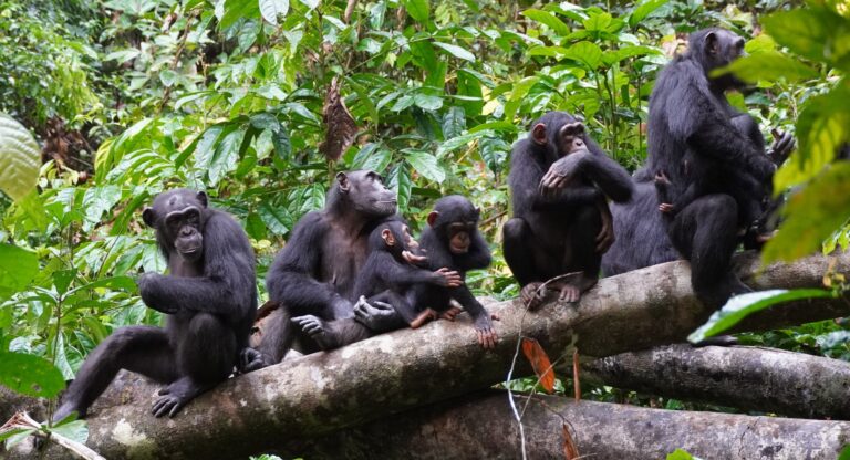 Шимпанзе прислушиваются к звукам приматов из соседней группы